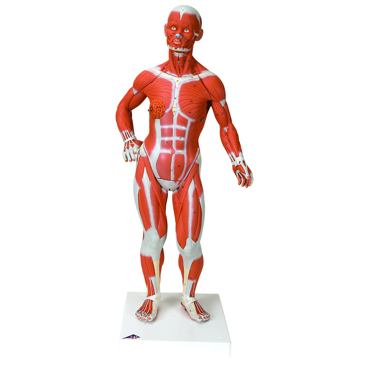 骨格分離モデル（全身） - 3B Smart Anatomy 3B Scientific Sam The Super Skeleton Anatomy Model | Anatomy