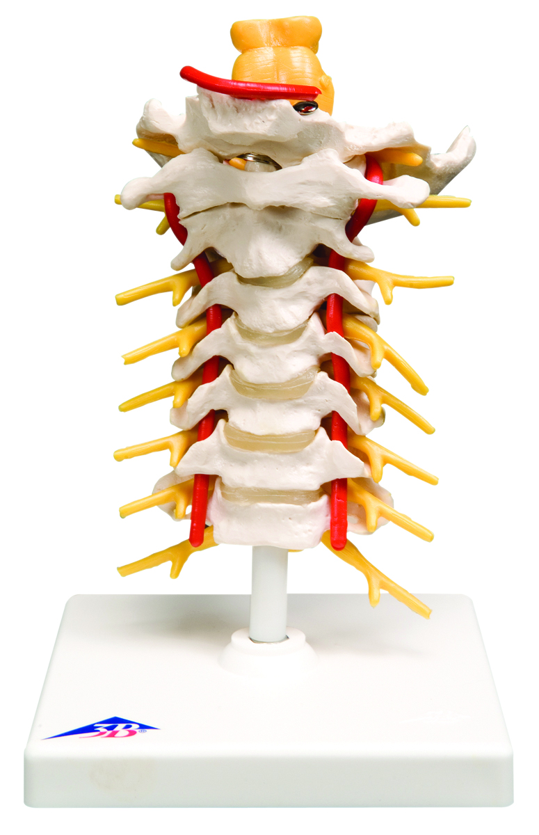 Anatomical Cervical Spinal Column, 3B Smart Anatomy