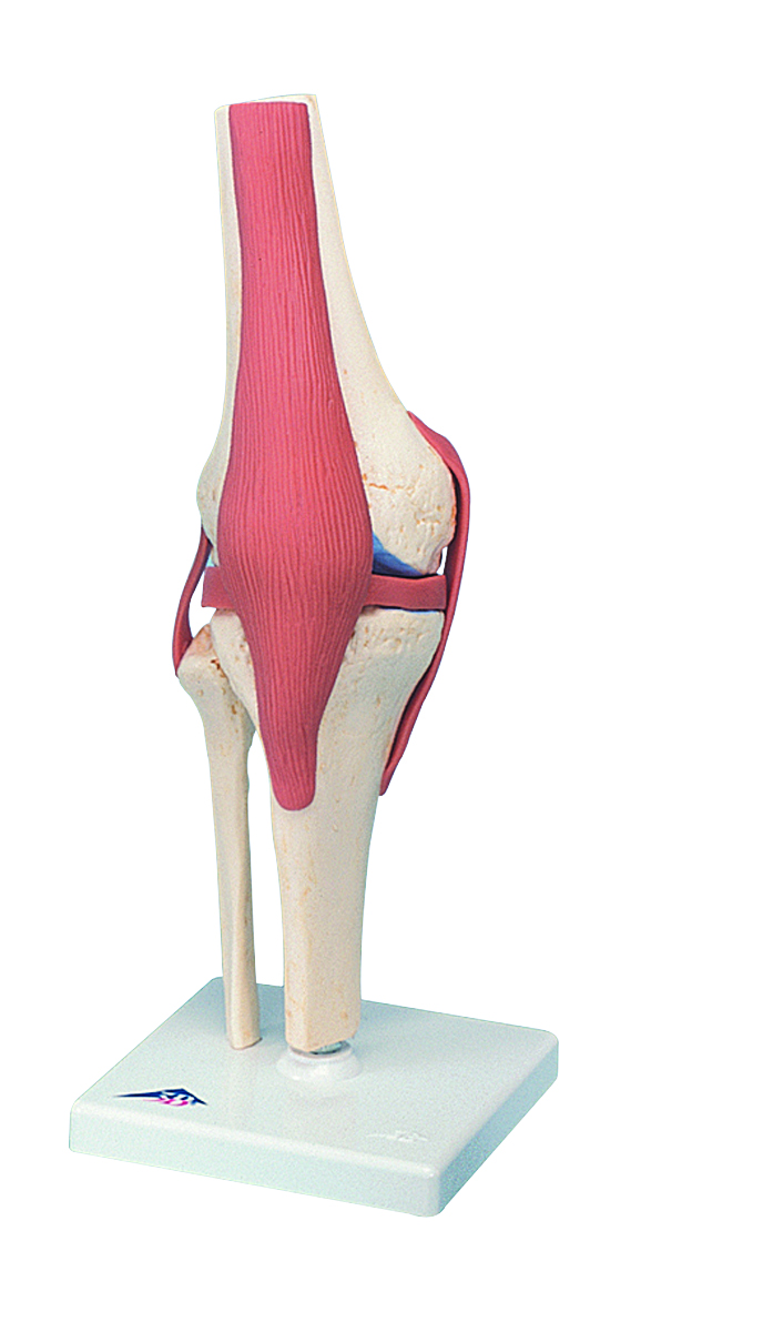 Human Anatomy: Deluxe Functional Knee Joint Model with 3B