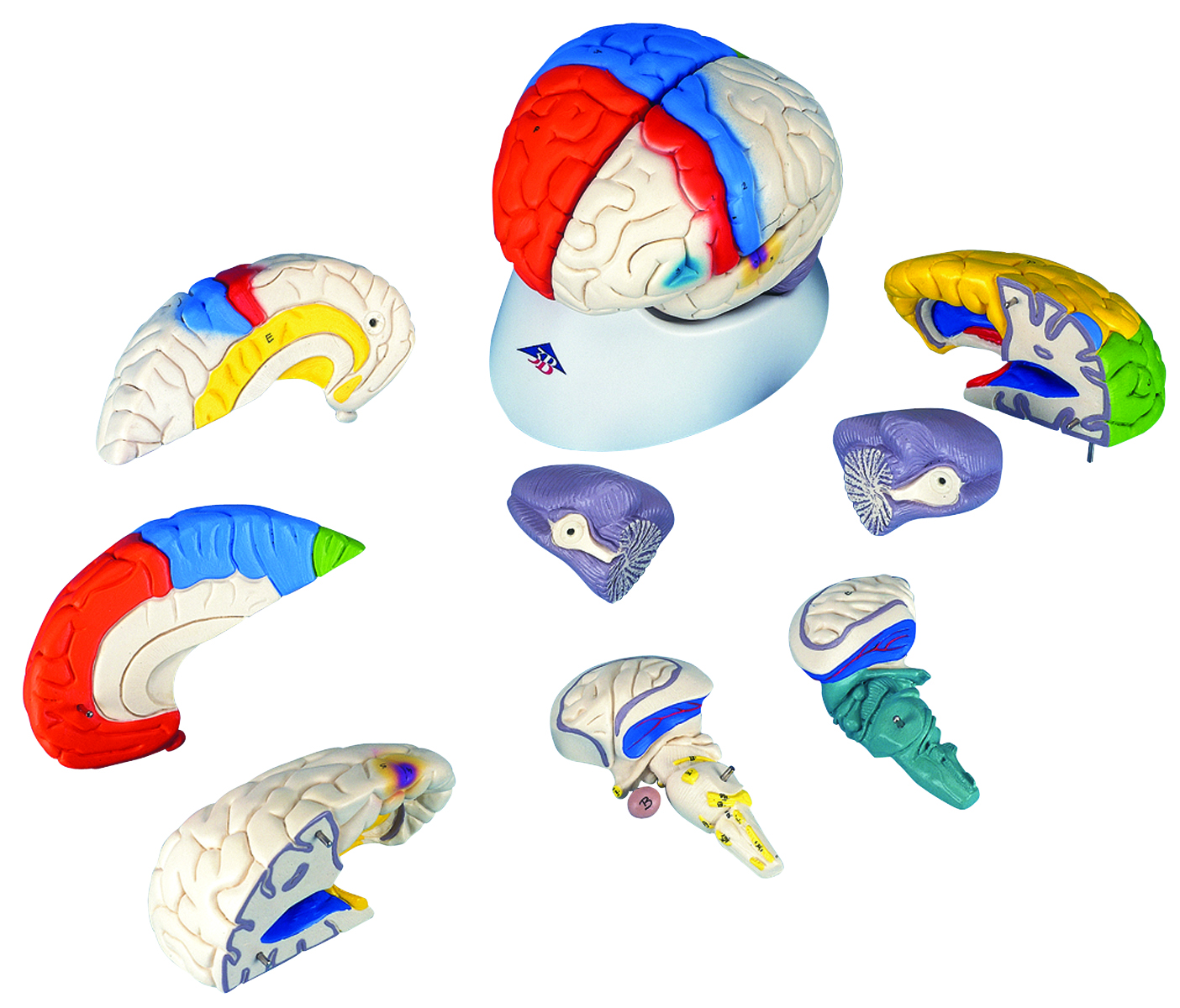 Human Brain Deluxe Model 8-Part with 3B Smart Anatomy