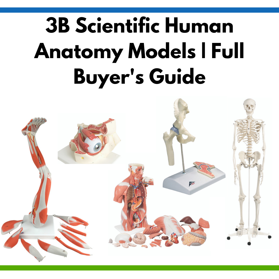 3B Scientific Human Anatomy Models | Full Buyer's Guide
