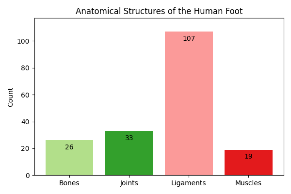 anatomical-structures-of-the-human-foot-prohealthcareproducts.png
