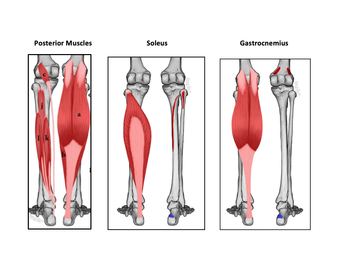Calf Muscle - Health Library