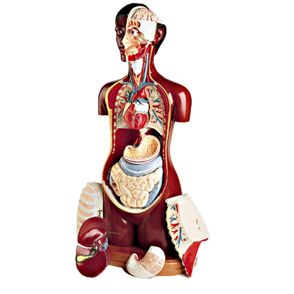 Human Anatomy Models including Bone, Skin, and Eye Models