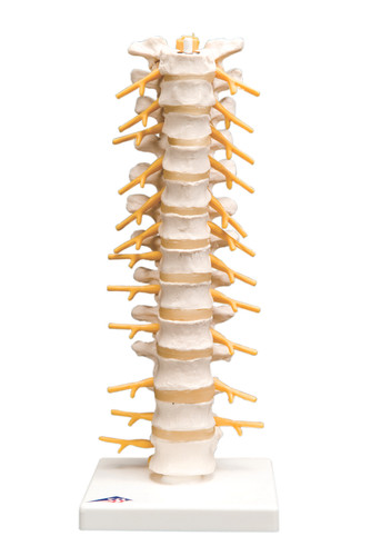 Anatomical_Thoracic_Spinal_Col