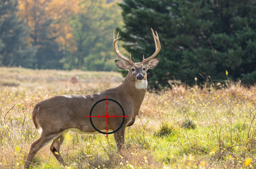 Understanding Deer Anatomy: A Guide for Successful Hunting and Shot Placement