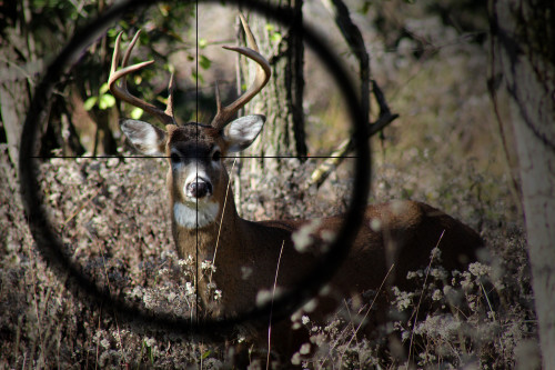 Can You Use .223 for Deer Hunting? We Tested It to Find Out