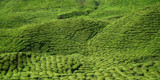 The Origins of Green Tea: Where are the Best Places to Get it From?