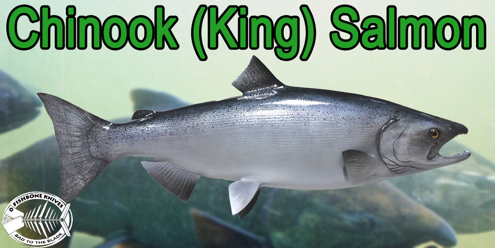 Best Knives to Fillet Chinook (King) Salmon Fishbone knives