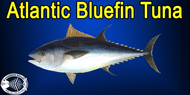 Best Knives to Fillet Atlantic Bluefin Tuna