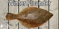 Winter Flounder