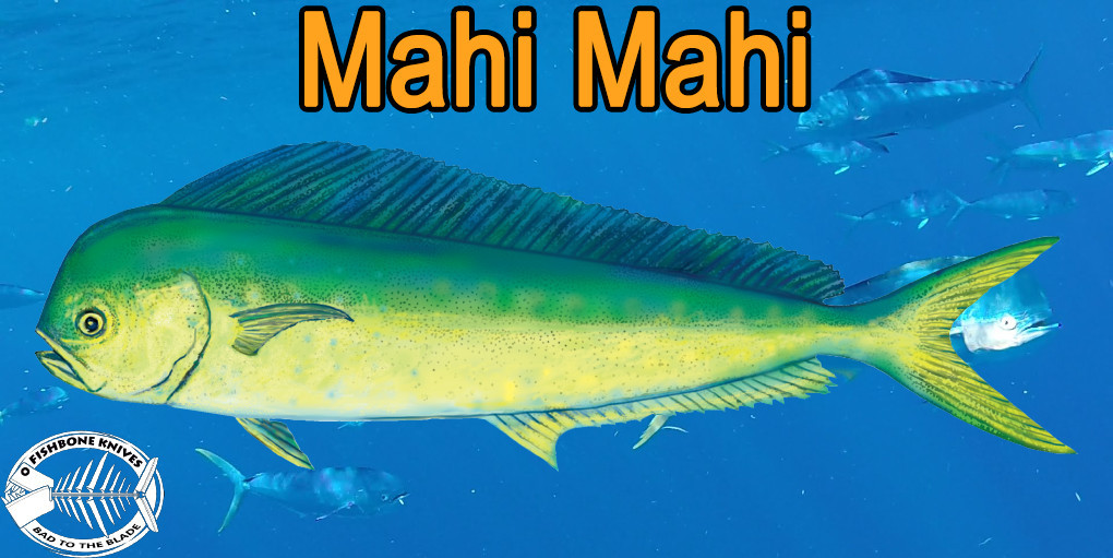 Best Knives to Fillet Mahi Mahi Fishbone knives