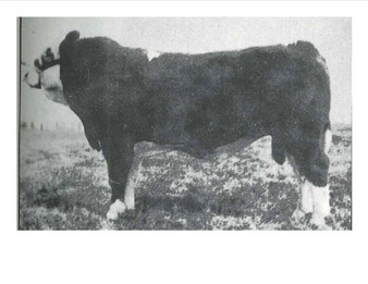 Polled Siegfreid J8004