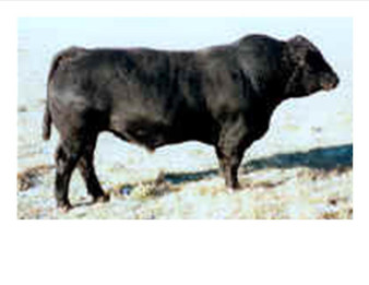 Preferred Beef