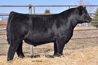 No Remorse