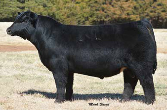 GCC Goose (Griswold's)