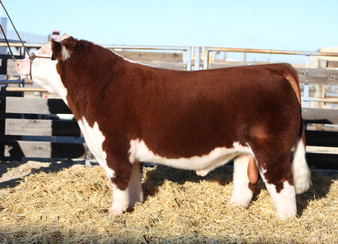 MATADOR 