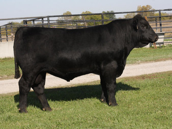 Byergo Blackstone 6325