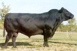 BCC Bushwacker 4193