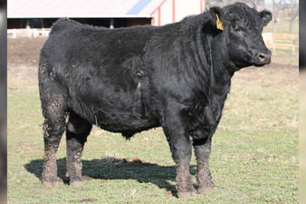 Swearngin Charlo 479