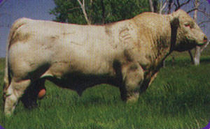 WCR Prime Cut 764