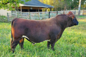 5J Stinger 158C