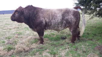 JAKE'S SULTAN OF JAZZ (DECEASED)