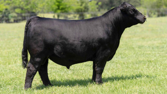 C3 COUNTER SURVEILLANCE M44