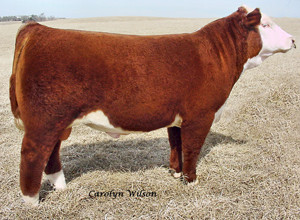 Wide Angle was the high selling bull at the 2007 Iowa Beef Expo.