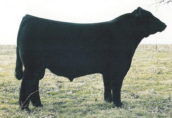 Dameron PVF Raptor 702