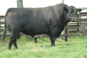 Dunlouise Excalibur 070