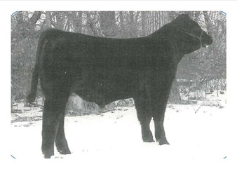 DMCC Polled Premier