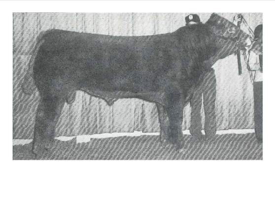 Hipps Polled Elevation