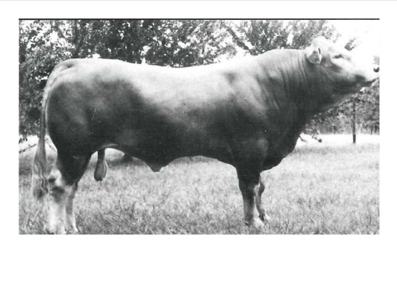 Hipps Polled Elevation JR.