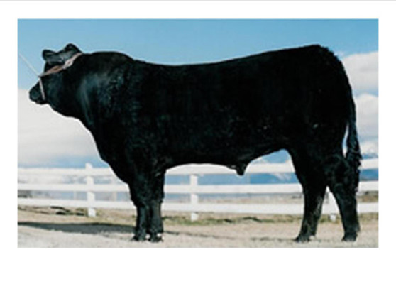 Polled Black Magic