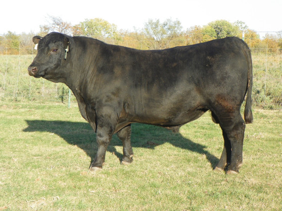 Parker Mandate 1038