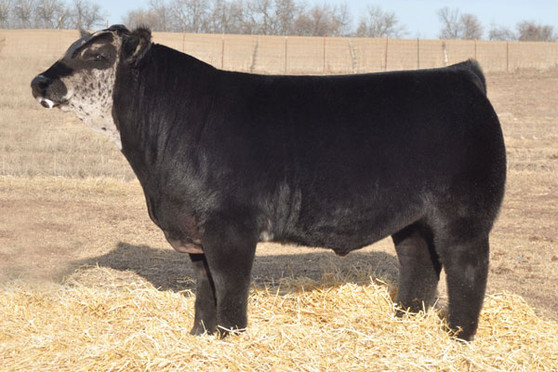 Bo Diddley (Maine Aim Ranch)