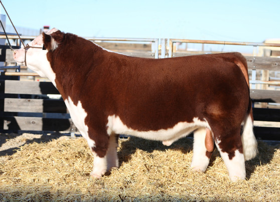 MATADOR 