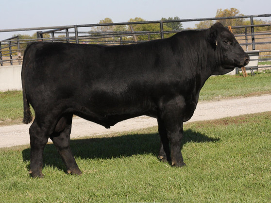 Byergo Blackstone 6325