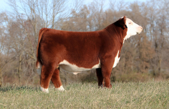 Showtime Fireball 734