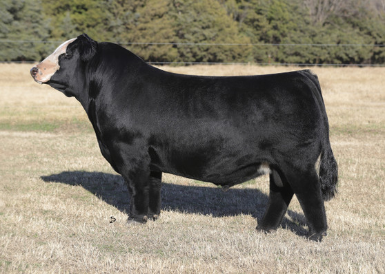RWA DISTINCTION D2R 