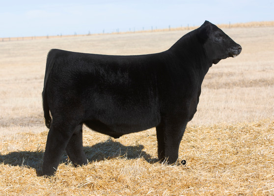 Schilling Kojak 9250