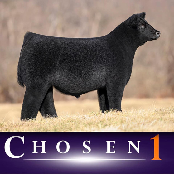 Chosen 1 