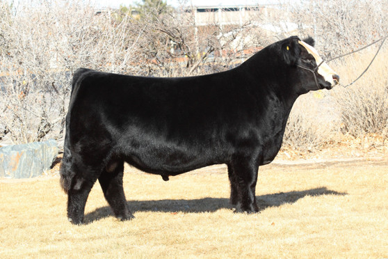 TJSC KING OF DIAMONDS