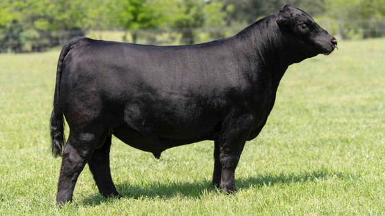 C3 COUNTER SURVEILLANCE M44