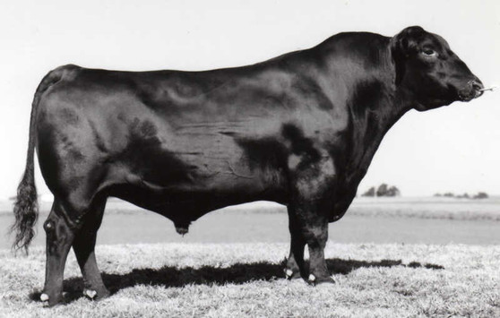 Rito 2100 GDAR