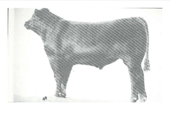 Wrangler