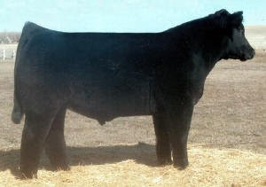 DJ High Definition N350