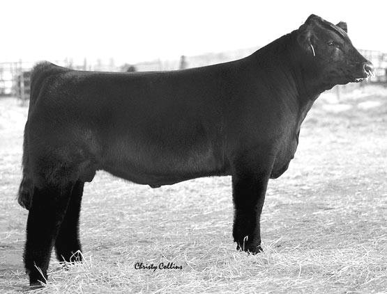Express Male