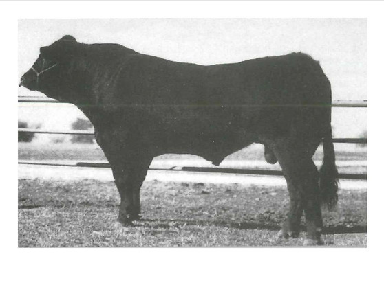 Black Polled Spirit